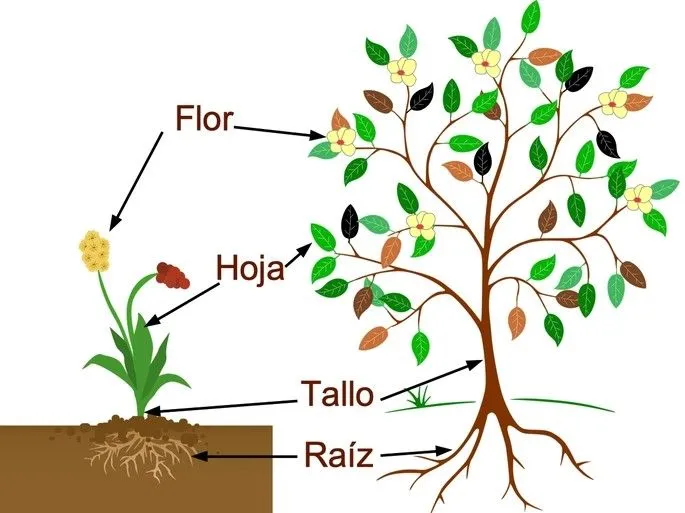 Las principales partes de las plantas: características y funciones -  Diferenciador