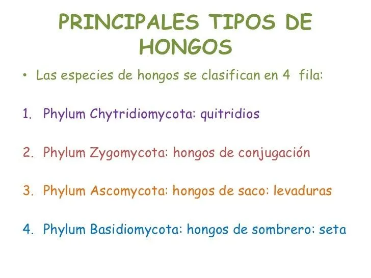 principales-tipos-de-hongos-3- ...