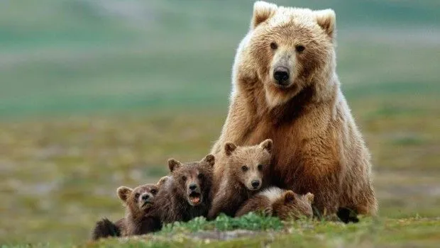 Es más probable ser atacado por un oso o por una abeja? Una ...