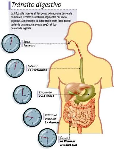 Proceso de la digestion para niños - Imagui