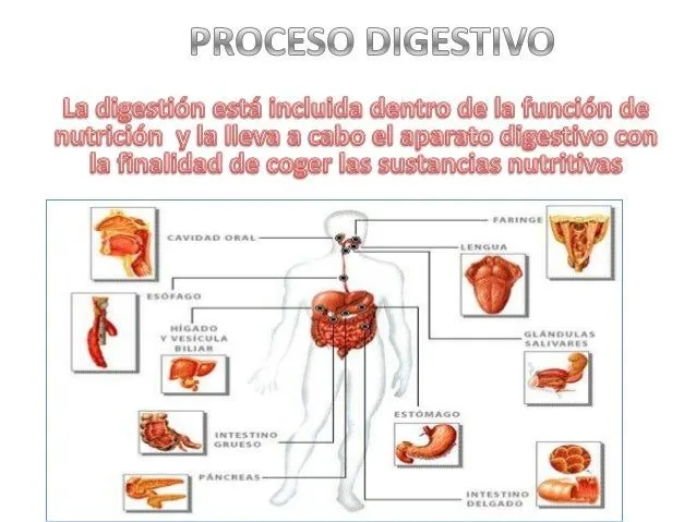 Proceso digestivo Tom