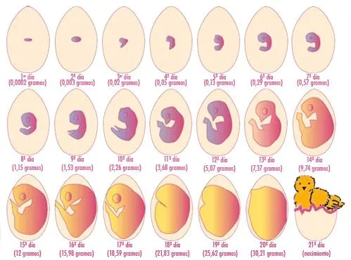 Proceso de incubacion de las aves