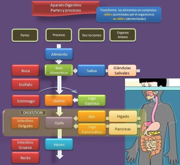 Procesos Del Sistema Digestivo