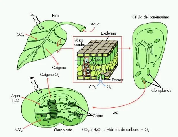 Procesos vitales de los Seres Vivos