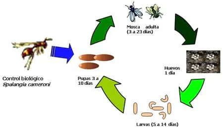 Producción de Spalangia SP (hymenóptera: pteromalidae), para el ...