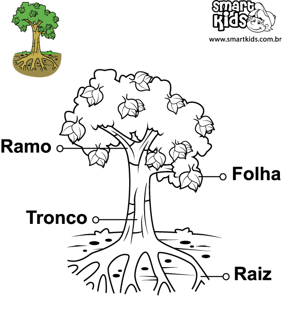 PROFª - MARISTELA REZENDE DE ARAÚJO DANTAS: PARTES DAS PLANTAS ...