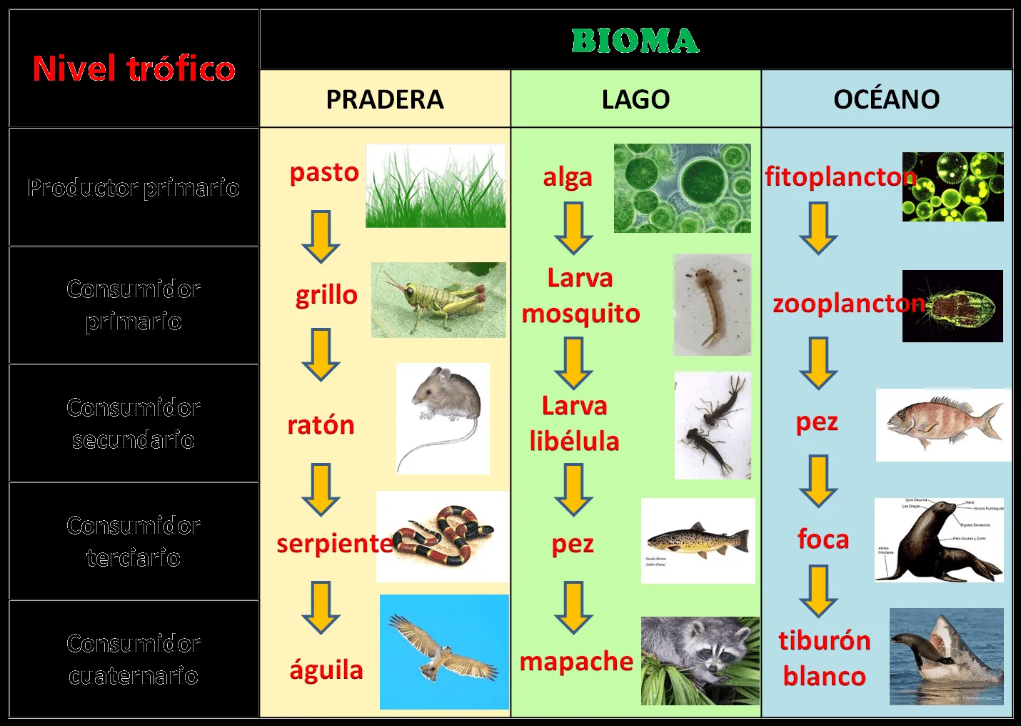 Ser Profesora Ciencias Naturales: Cadenas Alimenticias