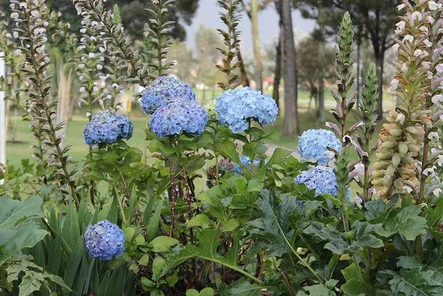 profundidad de campo baja 10 flores azules | Flickr - Photo Sharing!