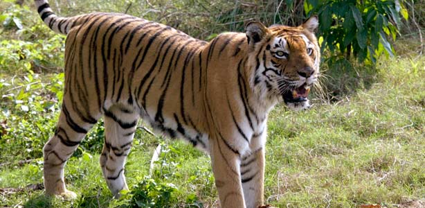 Los programas de protección de tigres los desprotegen - RTVE.