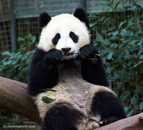 Project Saving Pandas