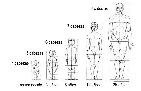 Proporciones del cuerpo humano 1 Da Vinci y Vitruvio | Cómo cubrir ...