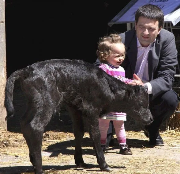 Ver imágenes de toros - Imagui