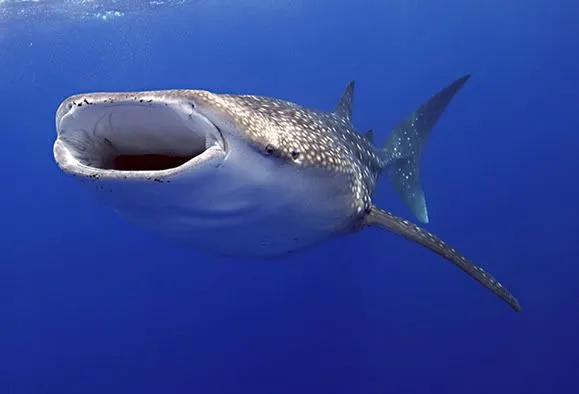 Protección para el tiburón oceánico, pero no para el tiburón ...