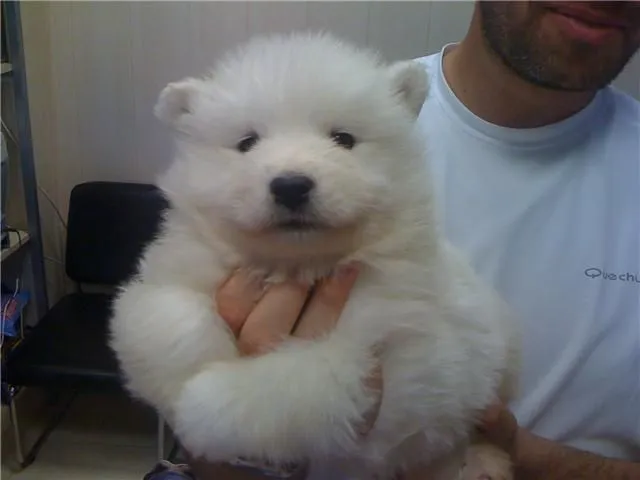 Protectora de Marín: fotos SAMOYEDOS BEBE QUE SACRIFICAN FOTOS