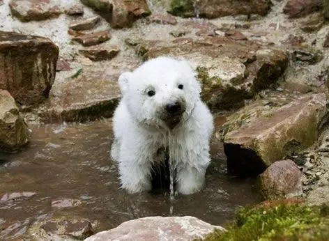 hola a todos estos animales tan tiernos los tenemos que cuidar por que ...