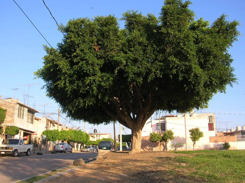 PROTEGE UN ÁRBOL «