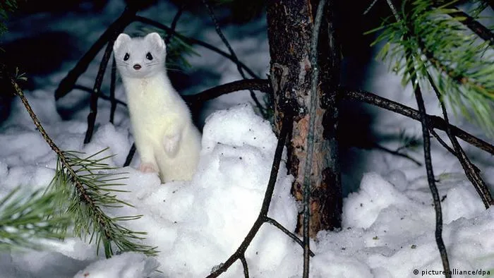 Cómo se protegen los animales del frío en invierno? | Todos los ...