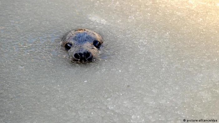 Cómo se protegen los animales del frío en invierno? | Todos los ...