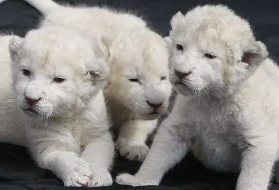 Proteger a los animales: El León Blanco