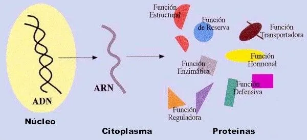 Proteínas: Estructura