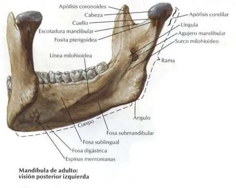 Prótesis dentales: MANDÍBULA