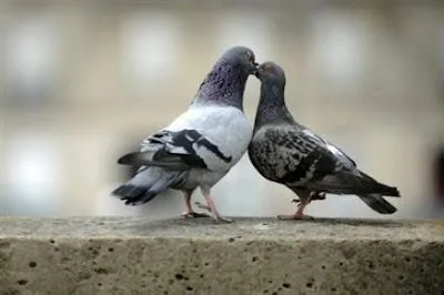 LA PROTESTA MILITAR: Las palomas tendrán prohibido volar en Pekín el ...