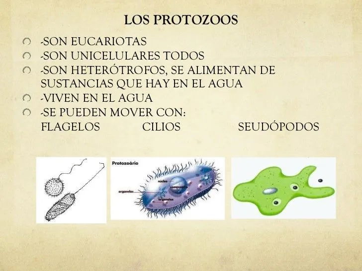 protozoos-1-728.jpg?cb=1320920414