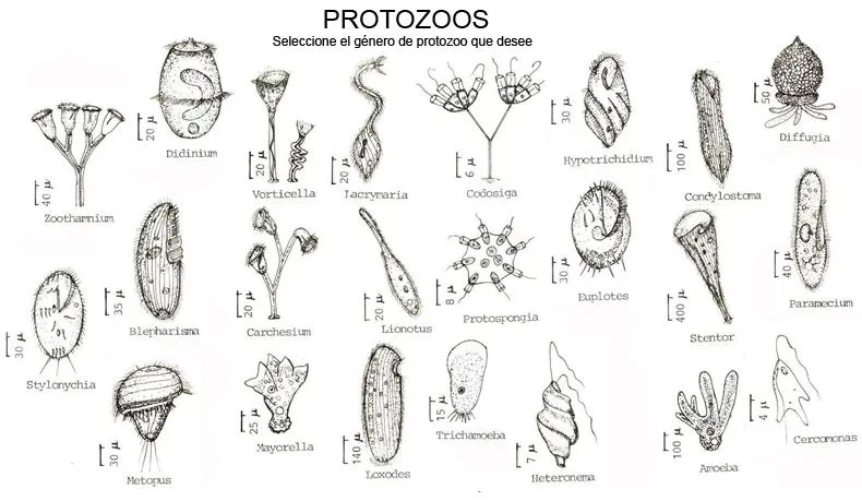 PROTOZOOS PARA COLOREAR - Imagui