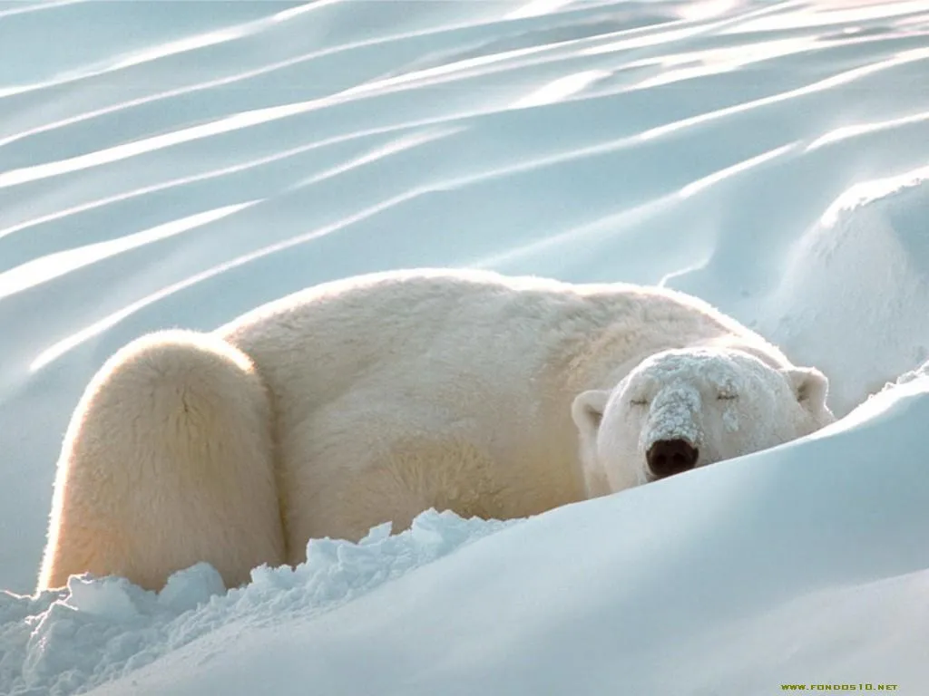 provisional: POR QUE EL PELO DEL OSO POLAR ES BLANCO?.post ASG