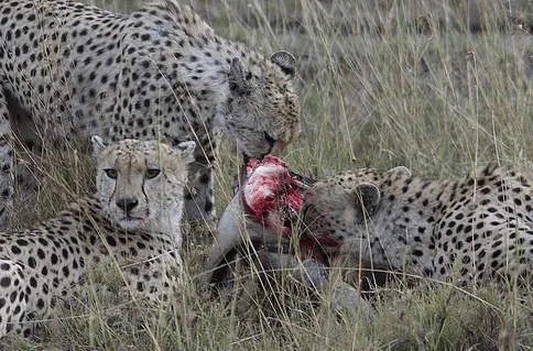PROYECTO DE AULA GRADO 2º: Ciencias Naturales