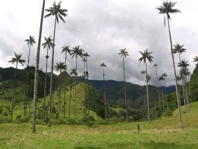 PROYECTO DE AULA GRADO 2º: LA PALMA DE CERA DEL QUINDÍO - ÁRBOL ...