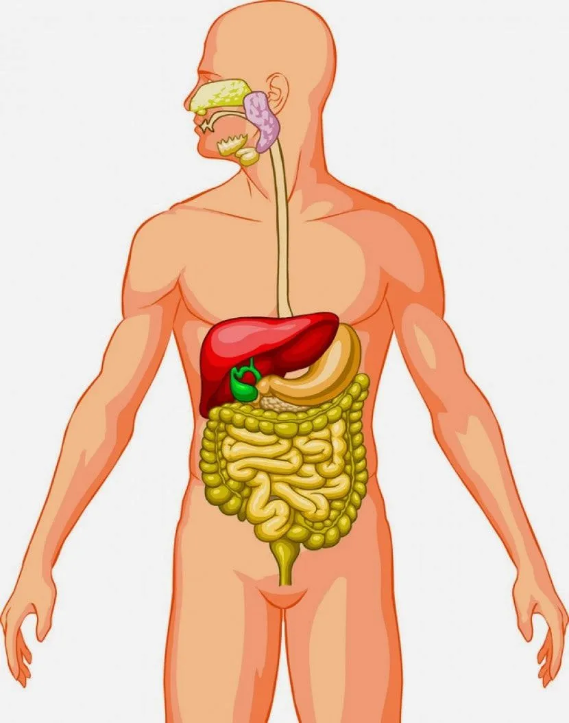 PROYECTO B: EL CUERPO HUMANO