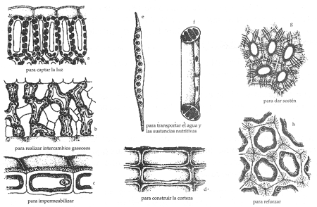 Proyecto Biosfera