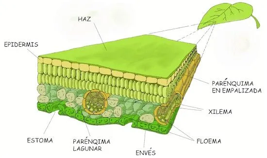 Proyecto Biosfera