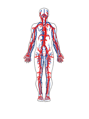 Sistema Circulatorio - Apuntes - - Biologia - Foros VI.