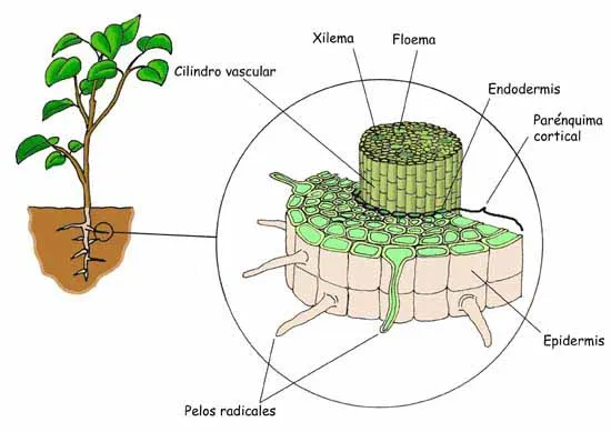 Proyecto Biosfera