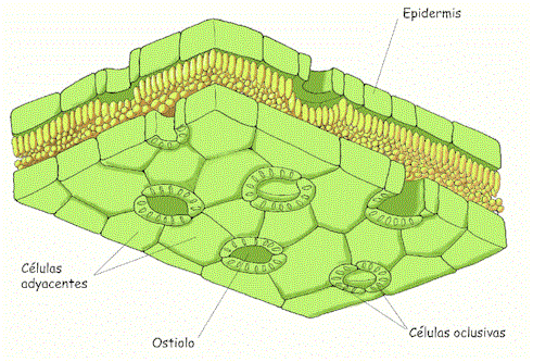 Proyecto Biosfera