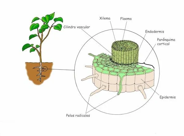 Proyecto Biosfera