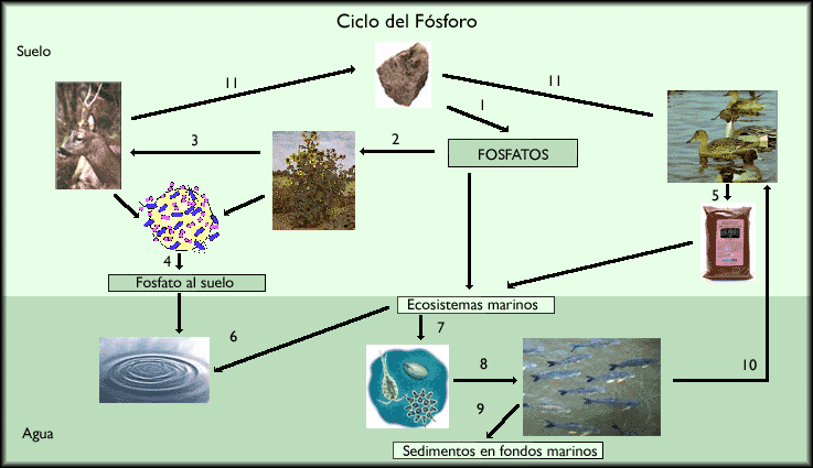 Ciclo del nitrogeno para colorear - Imagui