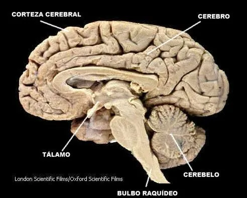 Proyecto Biosfera