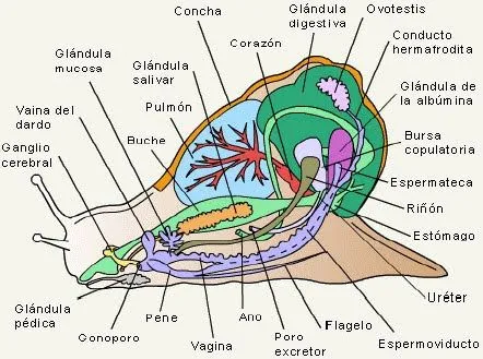 Proyecto Sandia: Caracoles: la verdad detrás del caparazón