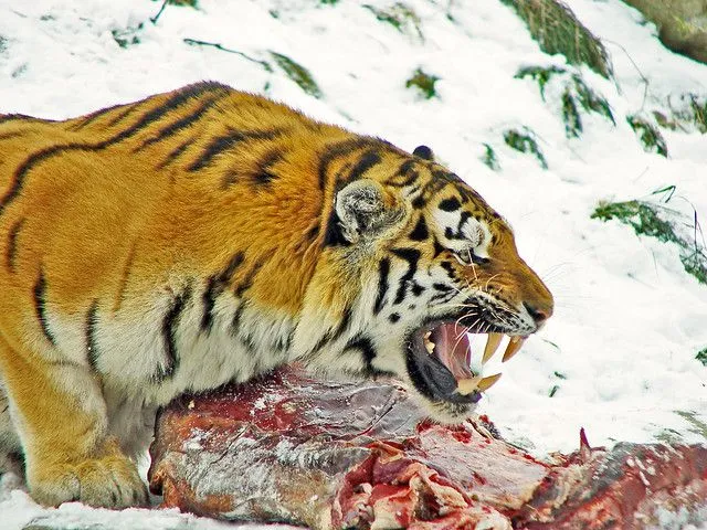 proyectodeanimales - Tigres y Leones