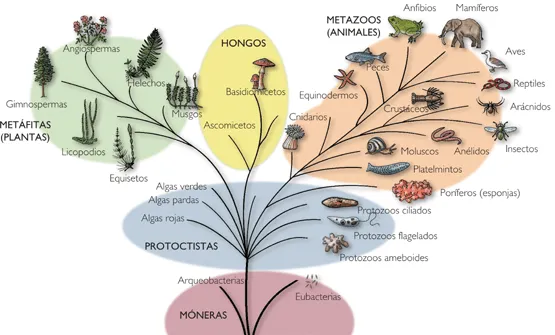 Pruebas y prácticas. Hojas dispersas: Esquema cinco reinos biológicos.