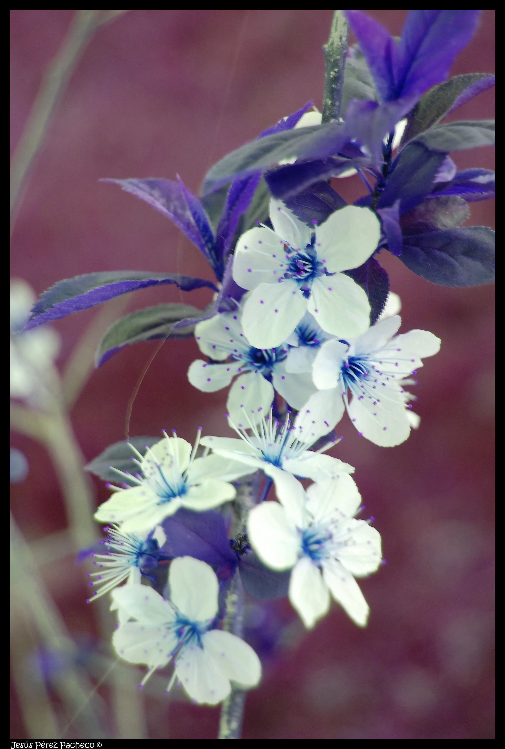 Prunus Cesarifea Pisardi / Falso Almendro | Flickr - Photo Sharing!