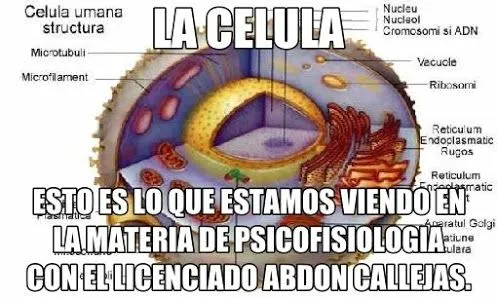 psicofisiolofiagimena: LA CELULA Y SUS PARTES.