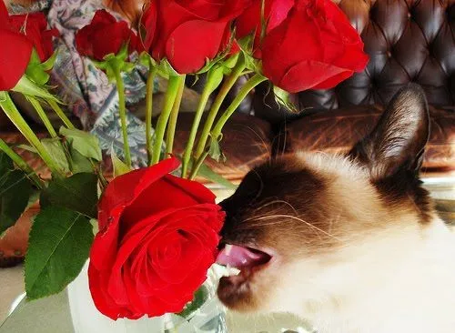 Imágenes de gatos con rosas - Imagui