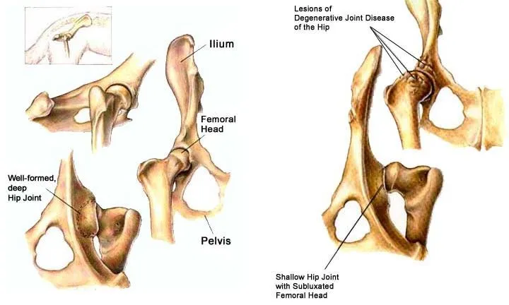 PSICOLMASCOT: ¿Cómo afecta la displasia de cadera a los perros?