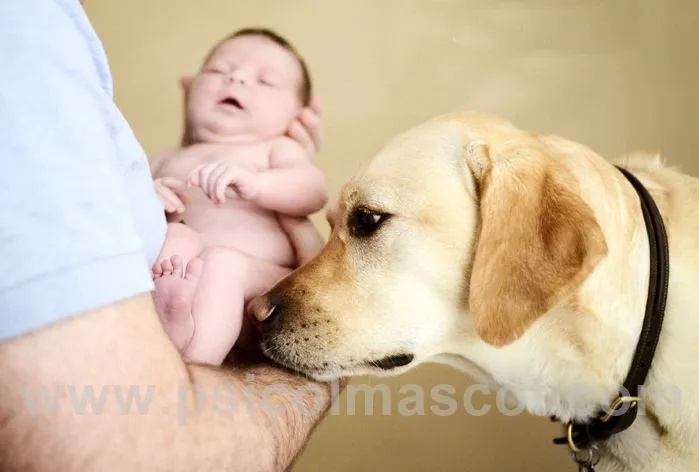 PSICOLMASCOT: El Perro con el Bebé, el niño, el adolescente