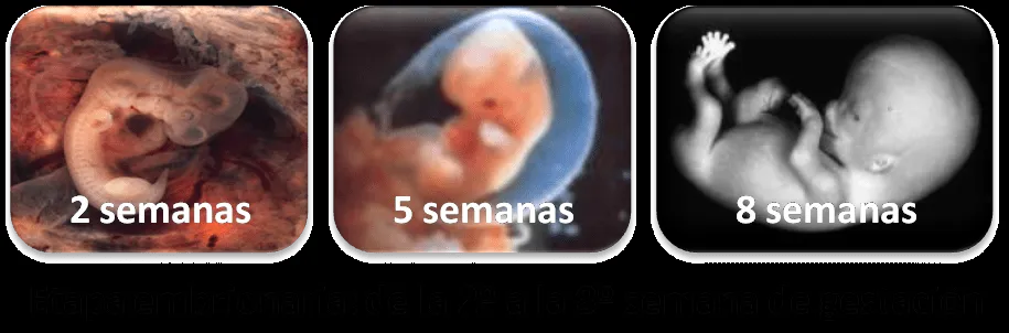 Psicología infanto juvenil y educación: Desarrollo prenatal