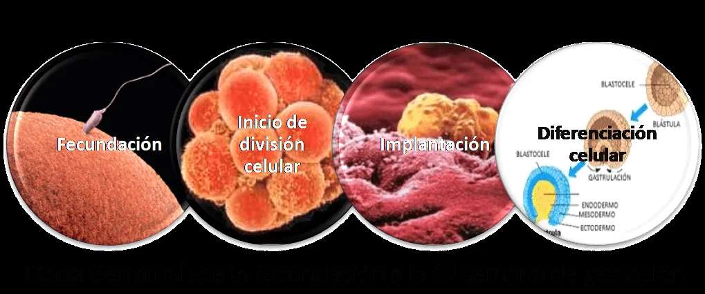 Psicología infanto juvenil y educación: Desarrollo prenatal